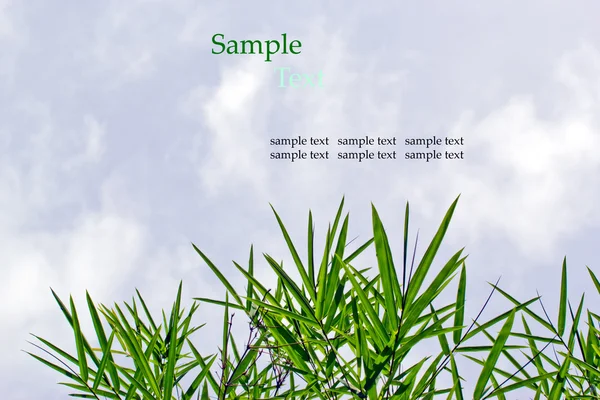 Bamboo leaves isolated on white background with sample text for — Stock Photo, Image