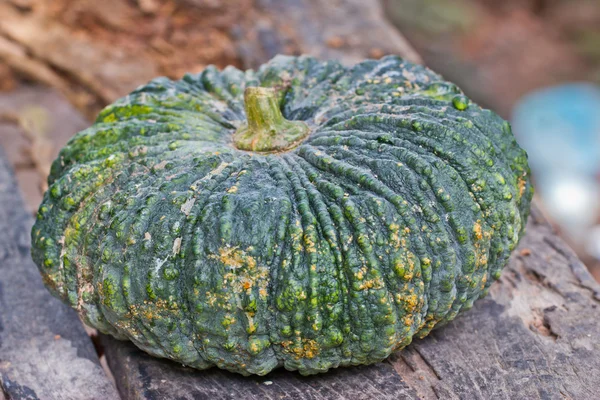Green pumpkin fruit — Stock Photo, Image