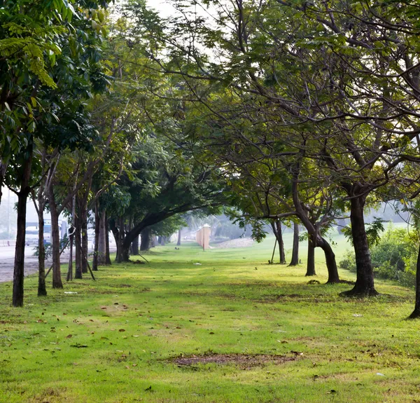 Green trees in park and sunlight — Stock Photo, Image