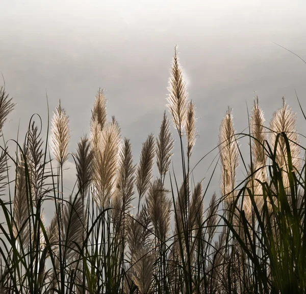 Céu atrás de grama tropical — Fotografia de Stock