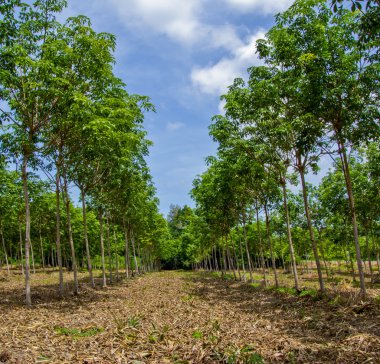 satır kauçuk ağaçları, Doğu Tayland.