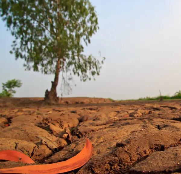 Textura de terra seca na Tailândia — Fotografia de Stock