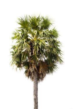 Beyaz arkaplanda izole edilmiş hindistan cevizi palmiyesi