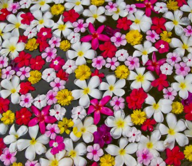 su üzerinde çiçek