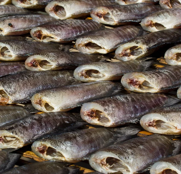 Peixes gourami de pele de cobra de secagem — Fotografia de Stock