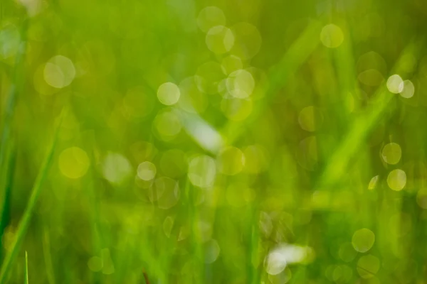 Grass with dew in morning forest — Stock Photo, Image