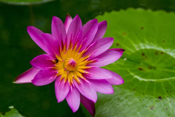 Blossom lotus flower in Japanese pond — Stock Photo, Image