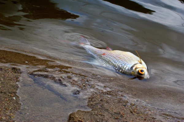 水の汚染によって引き起こされる魚が死亡しました。 — ストック写真