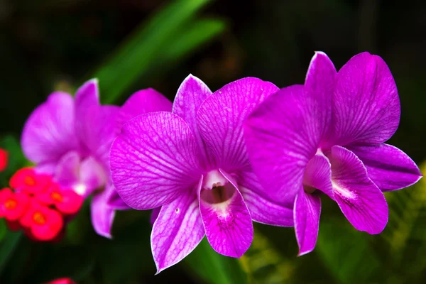 Beautiful Orchid. Photorealistic — Stock Photo, Image