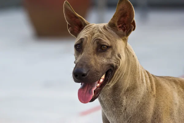 路上のホームレスの犬 — ストック写真