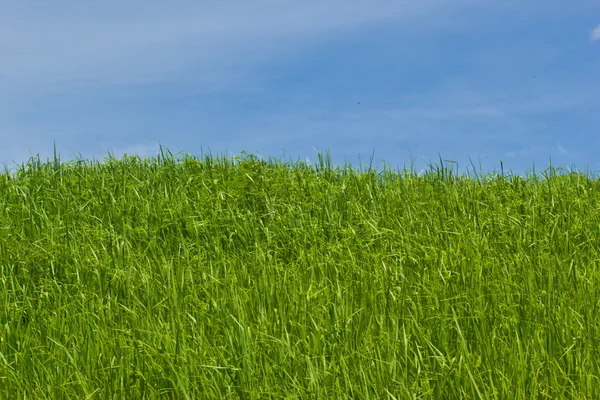 Wild flowers in the meadow. meadow on a hillside covered with wi — Stock Photo, Image