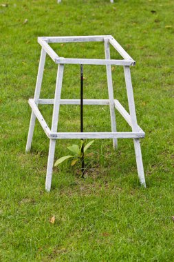 bahçede genç tik ağacı