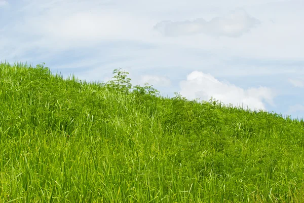 Wilde bloemen in de wei. weide op een heuvel bedekt met wi — Stockfoto