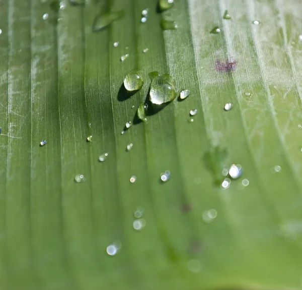 Dew on green banana leaf in morning light — Stock Photo, Image