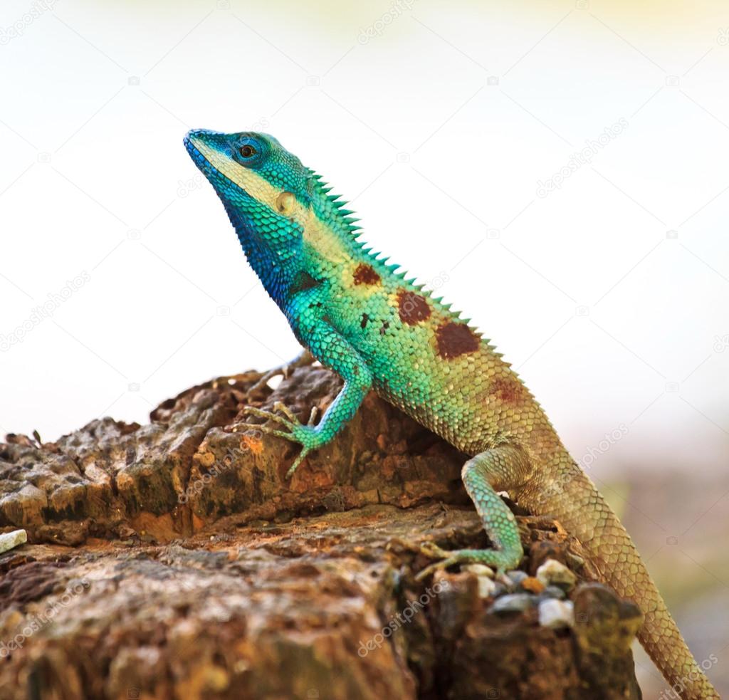 Blue iguana in the nature
