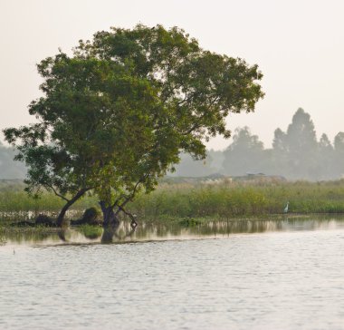 tropikal yaz alanında