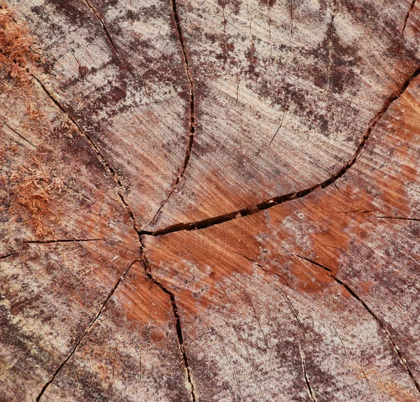 Tocos de árvores e desmatamento florestal abatido . — Fotografia de Stock