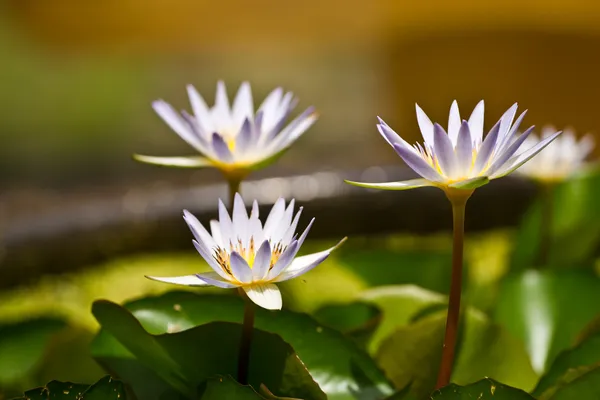 Lotus çiçeği ve lotus çiçek bitki — Stok fotoğraf
