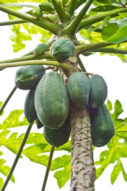 Papaya ağacında papaya