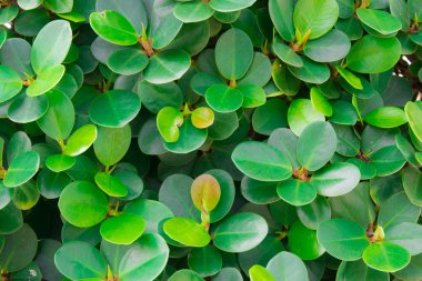 sonbahar renk yaprak arka plan