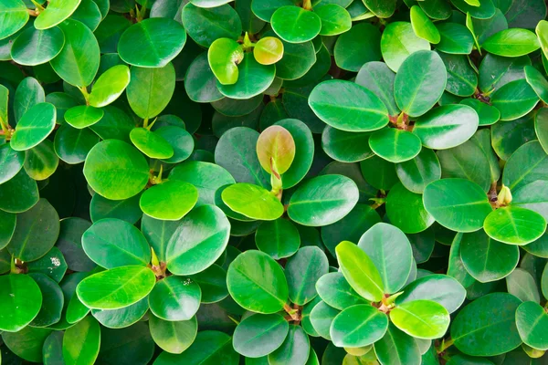 Höstens färg blad bakgrund — Stockfoto