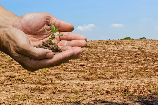 Personne tenant une petite plante — Photo