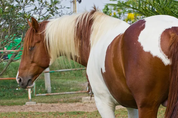 Pferd in Thailand — Stockfoto