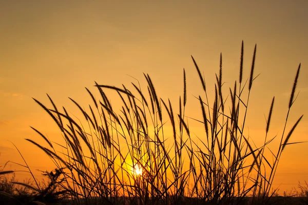 Hermoso amanecer matutino con hierba de trigo en primer plano — Foto de Stock