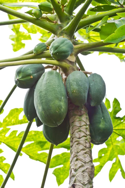 Papaya en el árbol de papaya — Foto de Stock