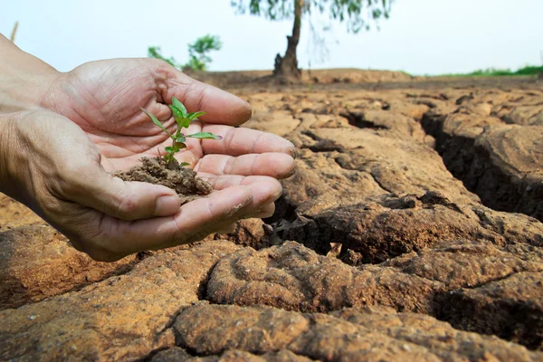 Personne tenant une petite plante — Photo