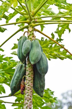 Papaya ağacında papaya