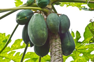 Papaya ağacında papaya
