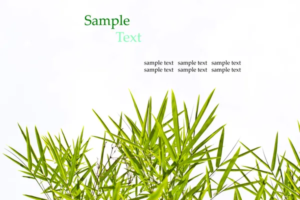 Bamboo leaves isolated on white background with sample text for — Stock Photo, Image