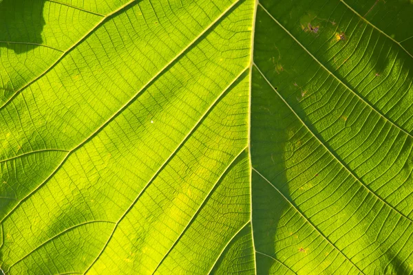 Hoja de teca verde de cerca — Foto de Stock