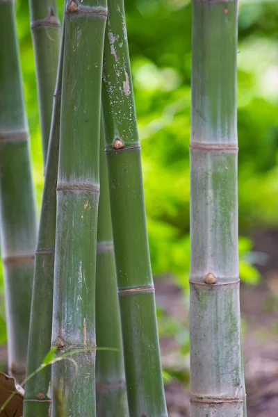 Bambú — Foto de Stock