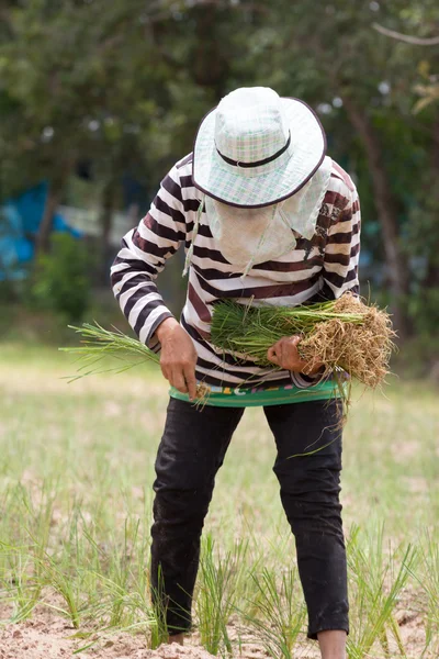 Thai farmer is transplanting rice seedlings in dry earth — Stock Photo, Image