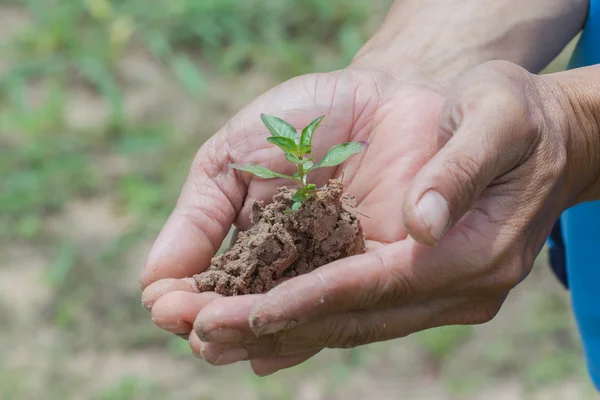 Personne tenant une petite plante — Photo