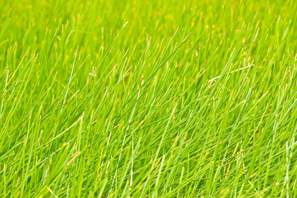 Abstract detail of cane plant. — Stock Photo, Image