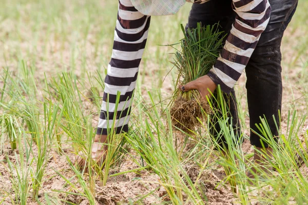 Agricultor tailandés está transplantando plántulas de arroz en tierra seca —  Fotos de Stock