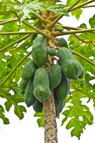 Papaya ağacında papaya — Stok fotoğraf