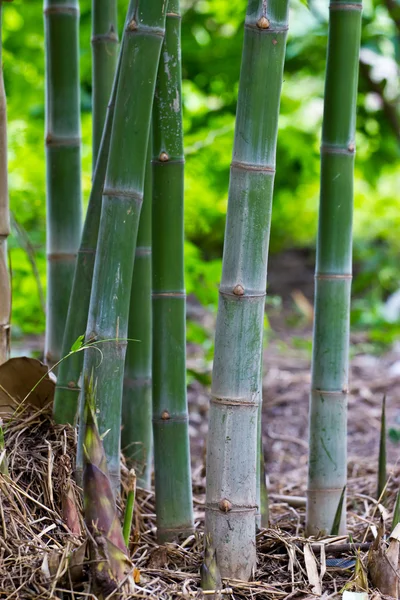 Bambu. — Stok fotoğraf