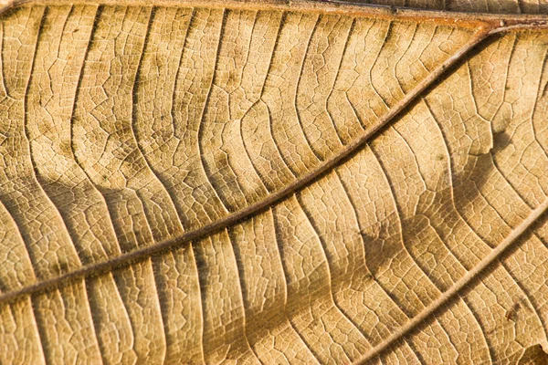 Trockenes Teakholzblatt aus nächster Nähe — Stockfoto