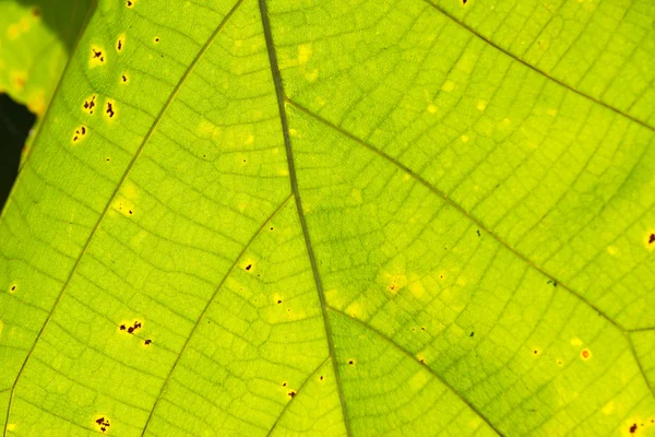 Grünes Teakblatt aus nächster Nähe — Stockfoto