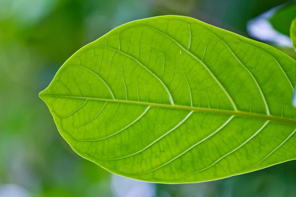 Verse en groene bladeren — Stockfoto