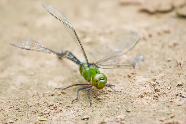 Libelle — Stockfoto