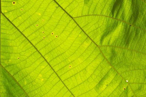 Zielony liść teku zbliżenie — Zdjęcie stockowe