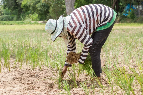 Thai landmand transplanterer ris frøplanter i tør jord - Stock-foto