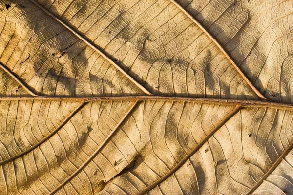 Сухой тиковый лист вблизи — стоковое фото