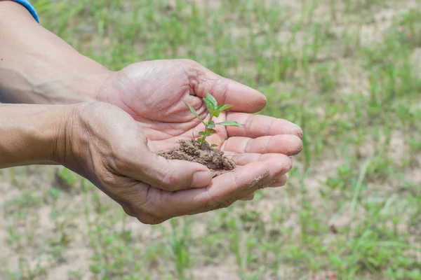 Person mit kleiner Pflanze — Stockfoto