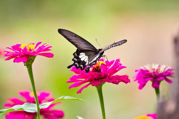Flowers with butterflies — Stock Photo, Image